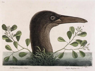 Le grand bouc à feuilles obtuses d'Anthémis Bassano - Mark Catesby — vy av konstverket