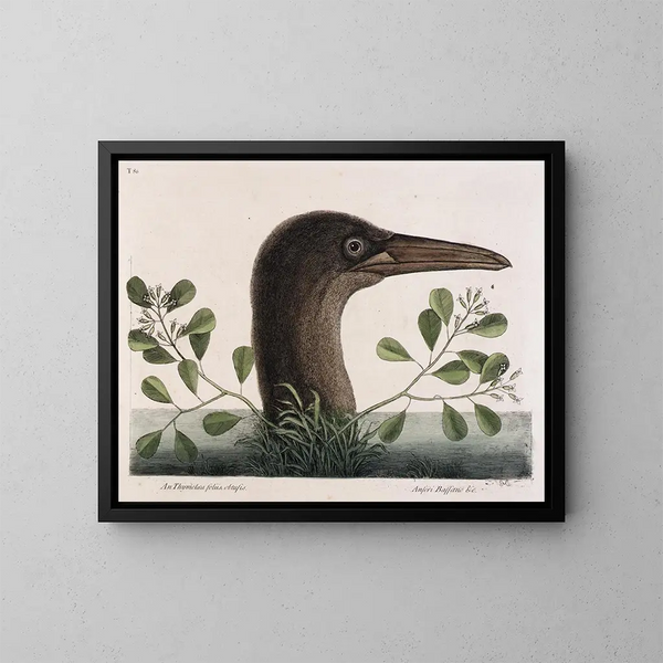 Le grand bouc à feuilles obtuses d'Anthémis Bassano - Mark Catesby — inramlat konstverk på väggen