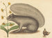 Le tamia gris - Mark Catesby — vy av konstverket