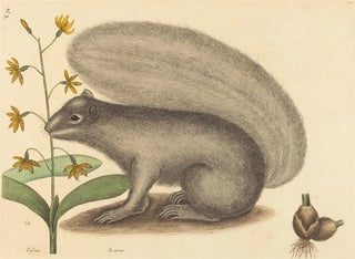 Le tamia gris - Mark Catesby — vy av konstverket