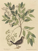 La Tourterelle terrestre Columba passerina - Mark Catesby — vy av konstverket