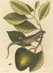 L'Iguane Lacerta Iguana - Mark Catesby — vy av konstverket