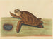 La tortue imbriquée - Mark Catesby — vy av konstverket