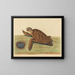 La tortue imbriquée - Mark Catesby — inramlat konstverk på väggen