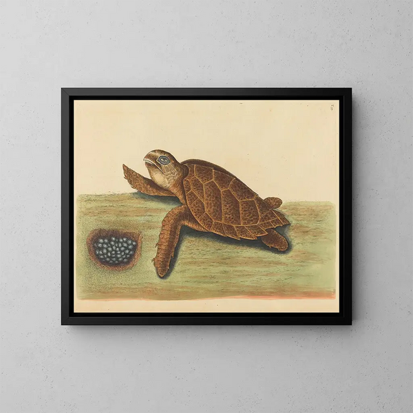 La tortue imbriquée - Mark Catesby — inramlat konstverk på väggen