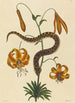 Le Serpent à Nez de Cochon Boa contortrix - Mark Catesby — vy av konstverket