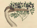 La Grue du Canada Ardea americana - Mark Catesby — vy av konstverket