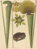La grenouille terrestre Rana - Mark Catesby — vy av konstverket