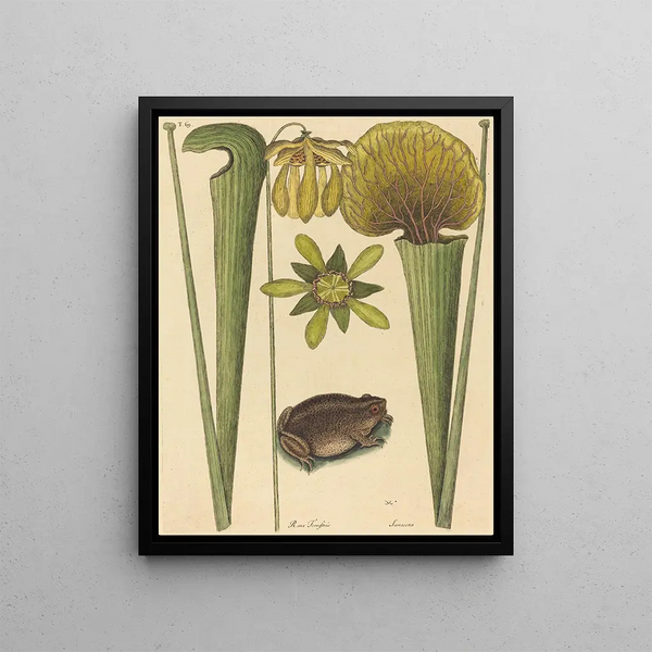 Mark Catesby - The Land Frog Rana.webp