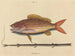 Le sparus synagris - Mark Catesby — vy av konstverket