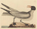 La mouette rieuse - Mark Catesby — vy av konstverket