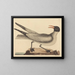 La mouette rieuse - Mark Catesby — inramlat konstverk på väggen