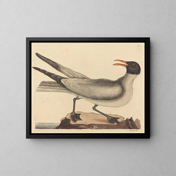 La mouette rieuse - Mark Catesby — inramlat konstverk på väggen