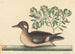 Le Petit Canard Brun, Anas rustica - Mark Catesby — vy av konstverket