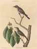 Le petit moucherolle brun - Mark Catesby — vy av konstverket