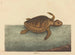 La tortue caouanne Testudo cavanna - Mark Catesby — vy av konstverket