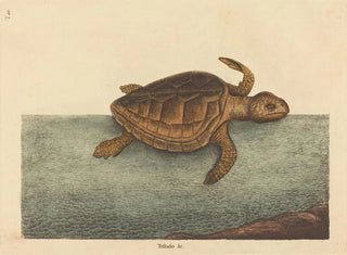 La tortue caouanne Testudo cavanna - Mark Catesby — vy av konstverket