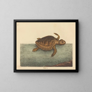 La tortue caouanne Testudo cavanna - Mark Catesby — inramlat konstverk på väggen