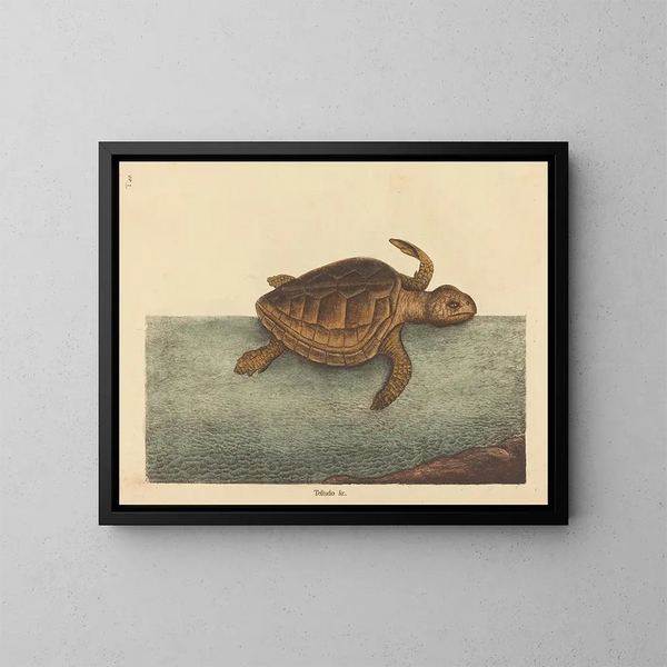 La tortue caouanne Testudo cavanna - Mark Catesby — inramlat konstverk på väggen