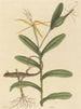Le Lézard de Lyon Lacerta 6-lineata - Mark Catesby — vy av konstverket