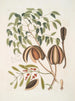 mahogny - Mark Catesby — vy av konstverket