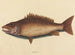 Le vivaneau gris - Mark Catesby — vy av konstverket