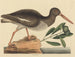 Le Huîtrier pie Haematopus ostralegus - Mark Catesby — vy av konstverket