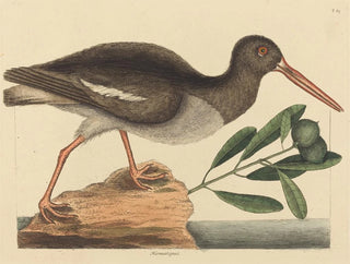 Mark Catesby - The Oystercatcher Hoematopus ostralegus.webp