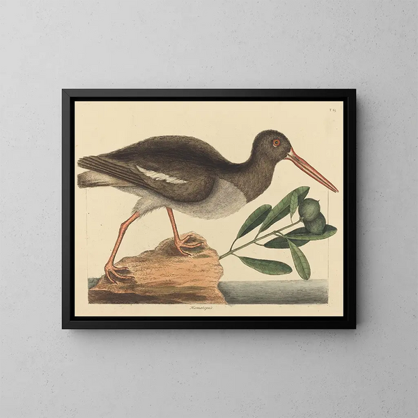 Le Huîtrier pie Haematopus ostralegus - Mark Catesby — inramlat konstverk på väggen