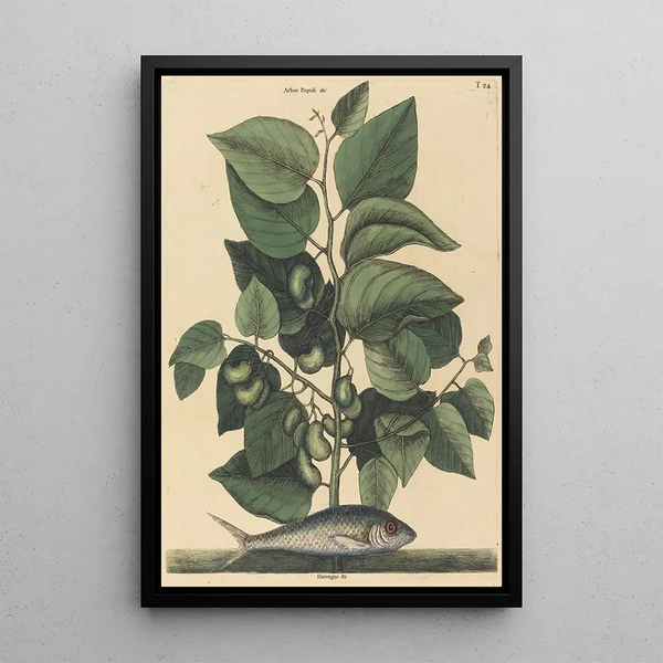 Mark Catesby - The Pilchard Argentina carolina.webp