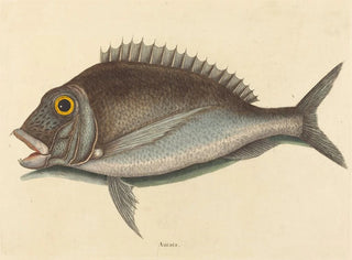 Le Porgy Sparus chrysops - Mark Catesby — vy av konstverket