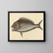Le Porgy Sparus chrysops - Mark Catesby — inramlat konstverk på väggen