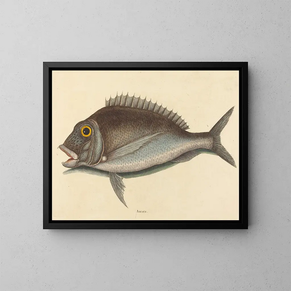 Le Porgy Sparus chrysops - Mark Catesby — inramlat konstverk på väggen