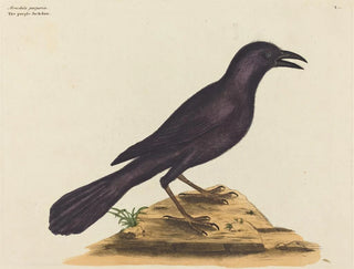 Le corbeau violet - Mark Catesby — vy av konstverket