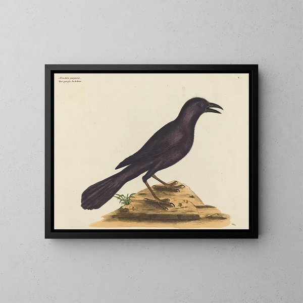 Le corbeau violet - Mark Catesby — inramlat konstverk på väggen