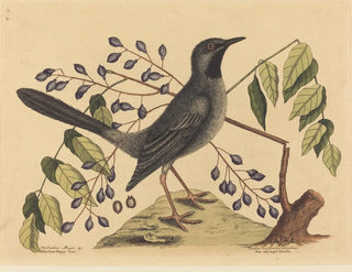 Le Merle à pattes rouges - Mark Catesby — vy av konstverket