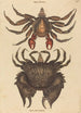 Le Crabe Rocheux Motté Rouge Cancer grapsus - Mark Catesby — vy av konstverket