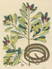 Le serpent ruban Coluber saurita - Mark Catesby — vy av konstverket