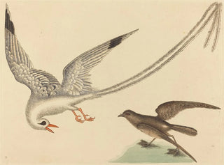 Le bruant des rizières - Mark Catesby — vy av konstverket