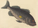 Le poisson-perche vénéneux - Mark Catesby — vy av konstverket