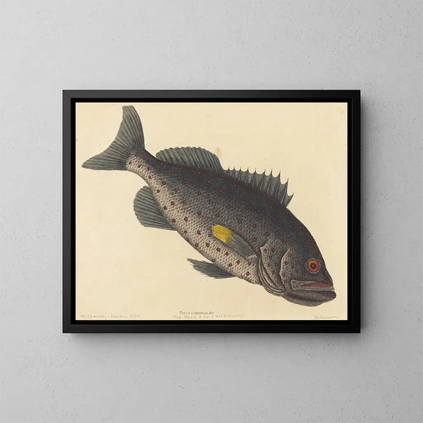 Le poisson-perche vénéneux - Mark Catesby — inramlat konstverk på väggen