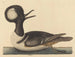 Le canard à capuchon - Mark Catesby — vy av konstverket