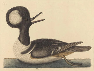 Le canard à capuchon - Mark Catesby — vy av konstverket