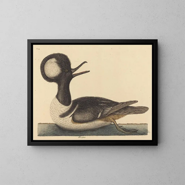 Le canard à capuchon - Mark Catesby — inramlat konstverk på väggen