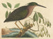 Le petit butor - Mark Catesby — vy av konstverket