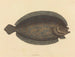 Le sole Pleuronectes lunatus - Mark Catesby — vy av konstverket
