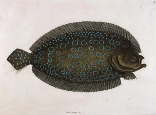 La sole lunée - Mark Catesby — vy av konstverket