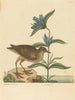 Le Soree Rallus virginianus - Mark Catesby — vy av konstverket