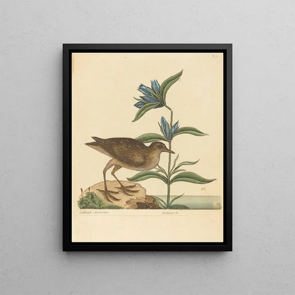 Mark Catesby - The Soree Rallus Virginianus.webp