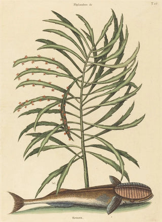 Mark Catesby - The Sucking Fish Echeneis naucratis.webp